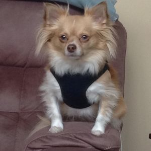 Meet your Posher, Betty